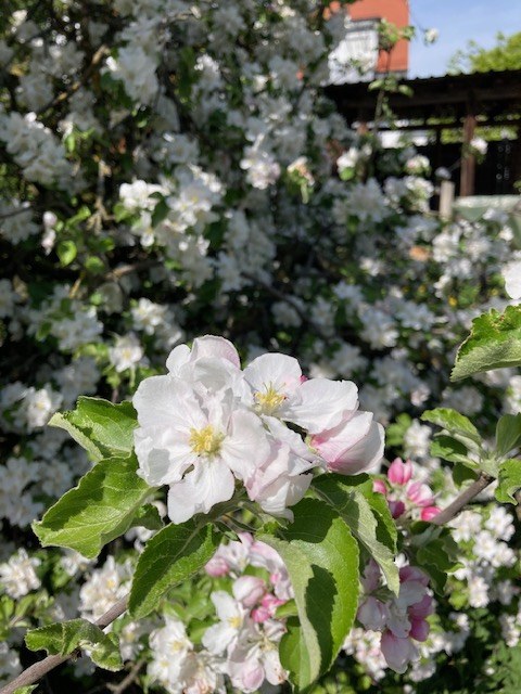 White and pink apple blossoms on a tree branch with fresh green leaves.